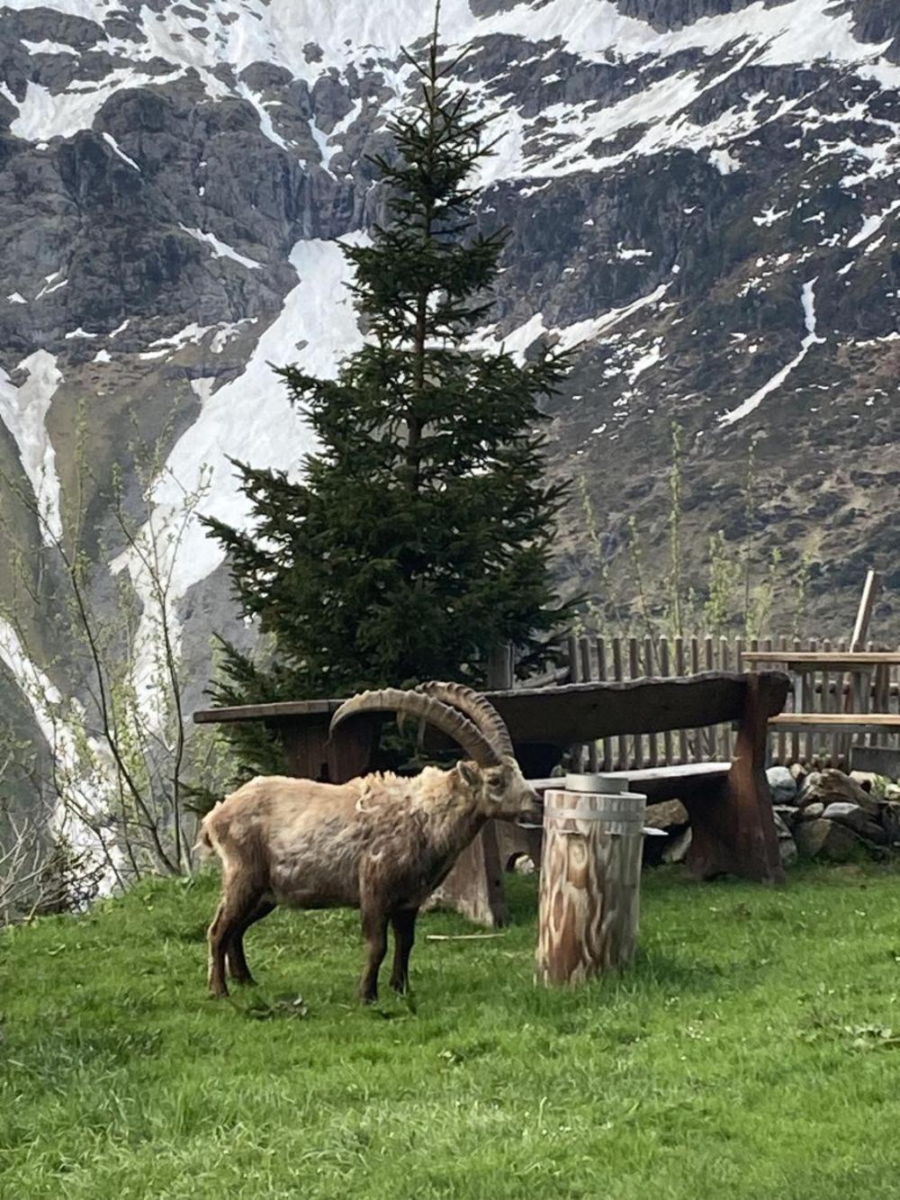 Berggasthaus Tschingelhorn Hotel Stechelberg Exterior foto